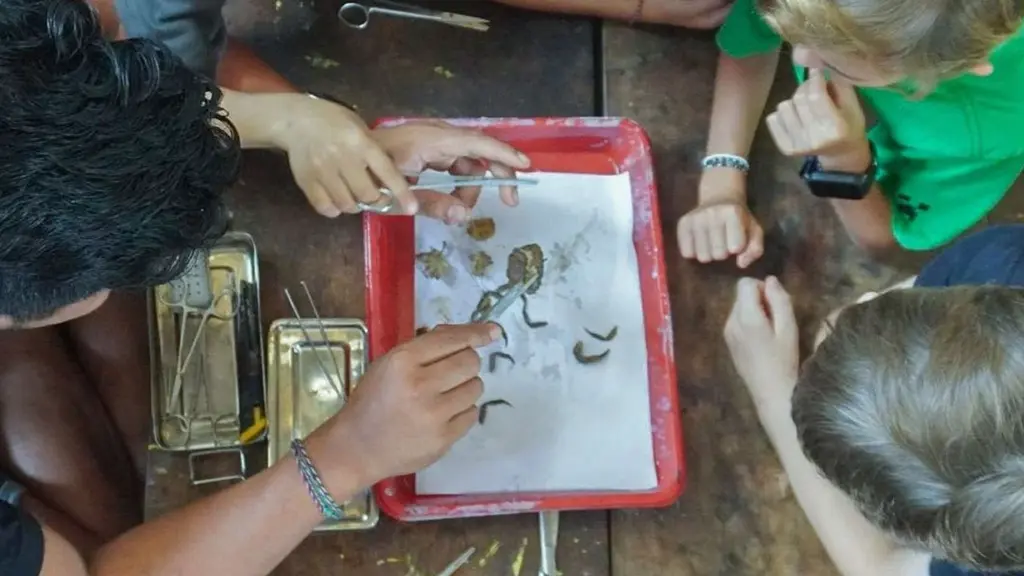 The Fascinating Crabs at One of nature schools in Bali